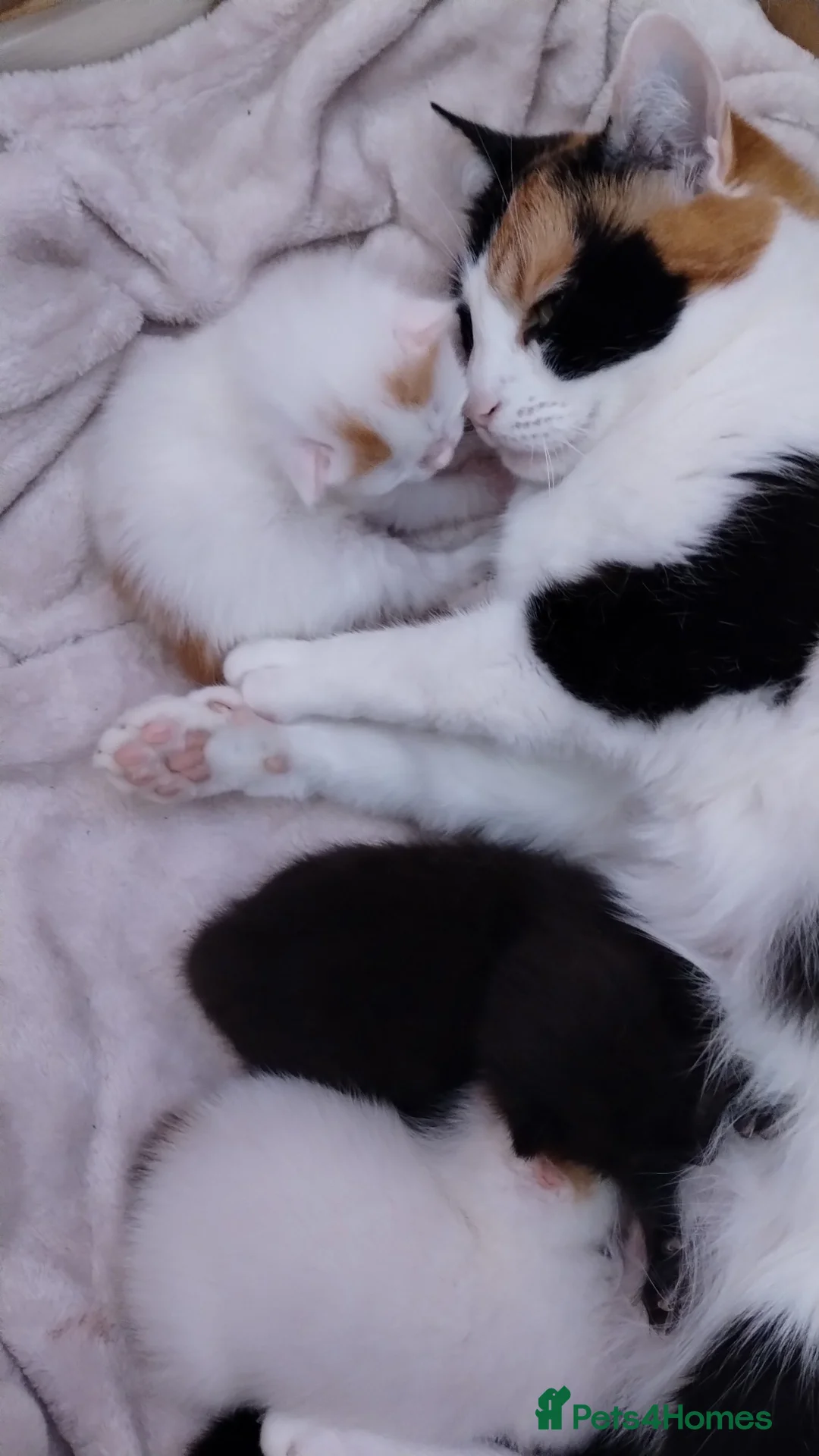 Mixed Breed cats for sale: Kittens with unusual markings  in Leicester - Advert 1