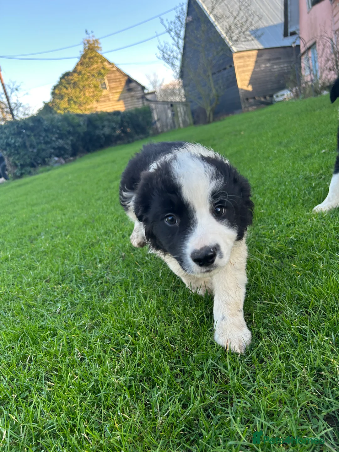 Sprollie dogs for sale: Border collie pups - Advert 6