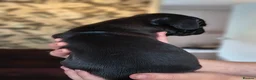 Pug dogs for sale: Beautiful pugs for sale - Advert 14