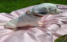 Cockapoo dogs for sale: Beautiful Cockapoo Puppies  - Image 17