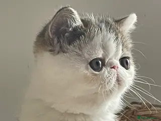 Exotic cats Gorgeous GCCF registered Exotic Shorthair kittens - Advert 1
