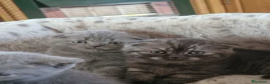 Scottish Fold 6