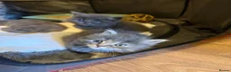 Mixed Breed cats for sale: Beautiful fluffy kittens  in Doncaster - Advert 5