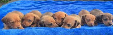Miniature Dachshund 3