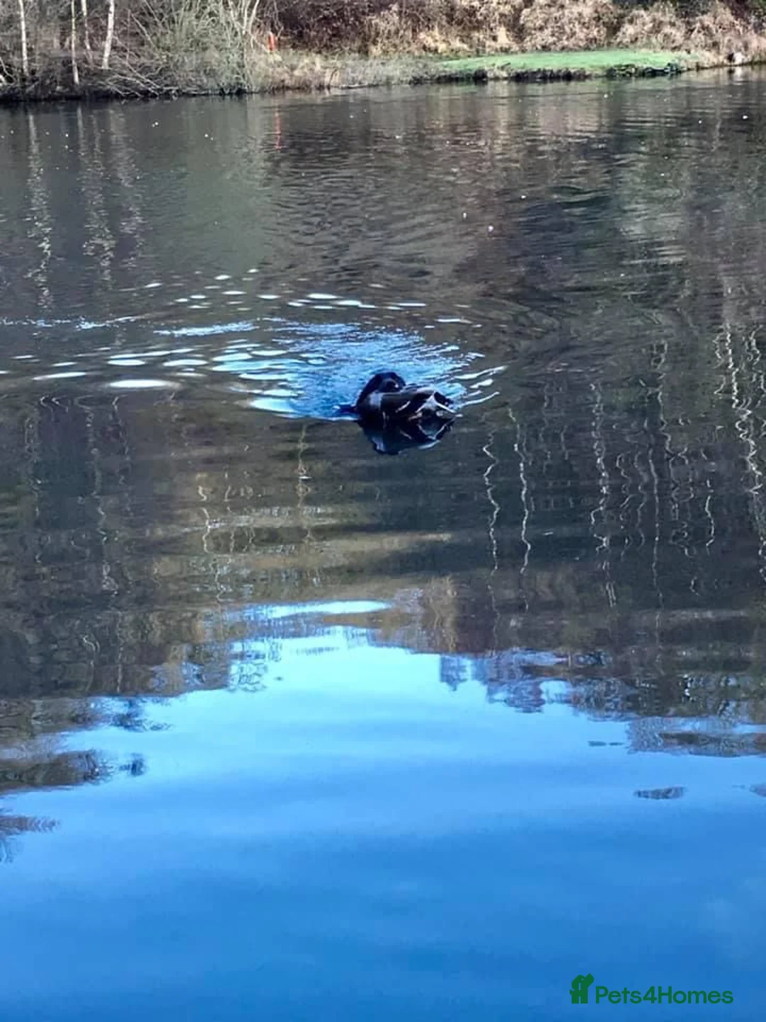 Labrador Retriever dogs for stud: 0/0 HIPS&ELBOWS FULLY HEALTH TESTED LABRADOR STUD in Leyburn - Advert 5