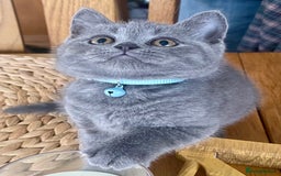 British Shorthair cats for sale: Gorgeous Blue and Lilac British shorthairs - Advert 9