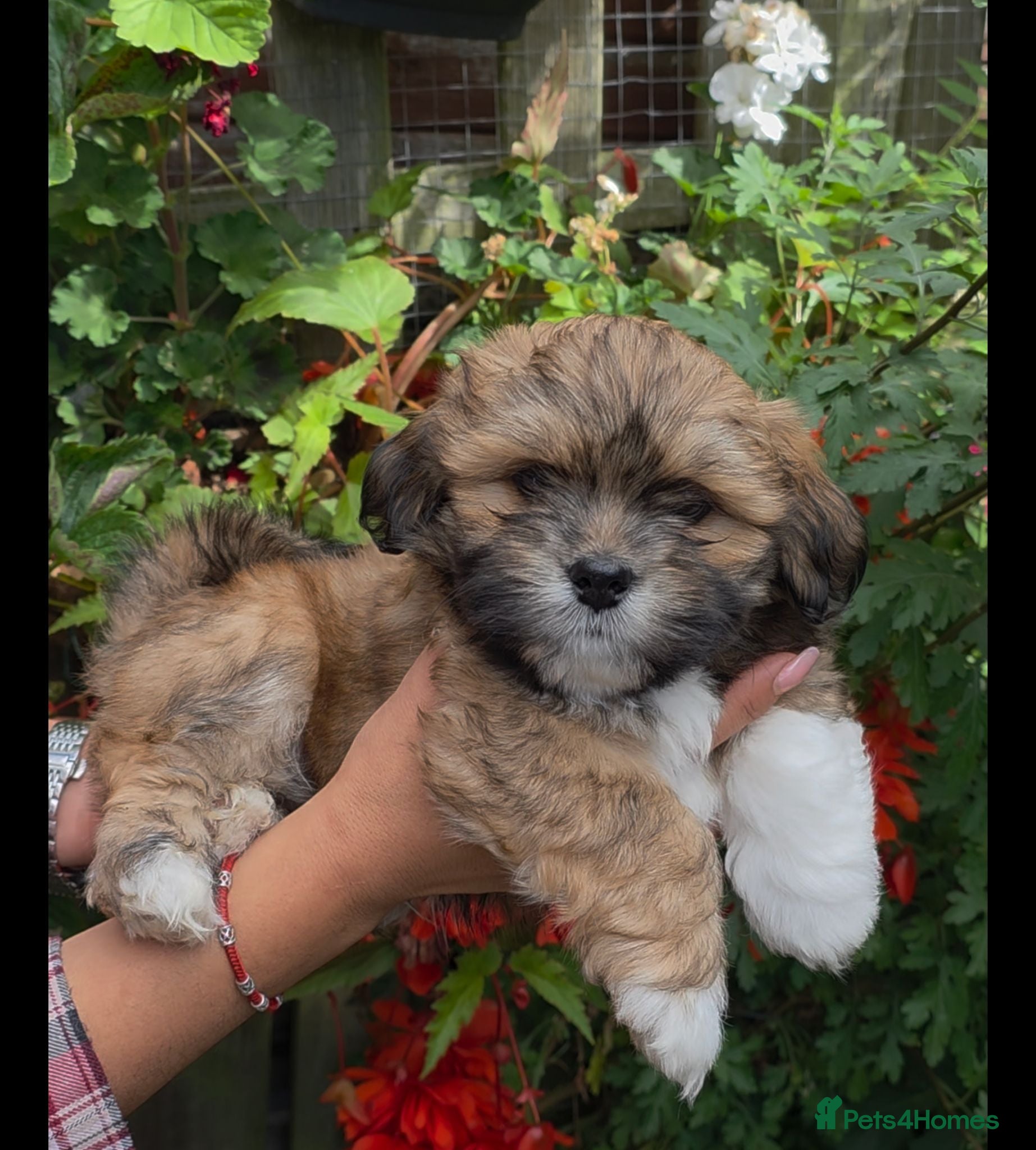 Lhasa Apso dogs Only one boys left Lhasa Apso KC registered  - Advert 3