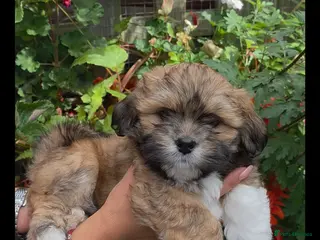 Lhasa Apso dogs Only one boys left Lhasa Apso KC registered - Advert 3