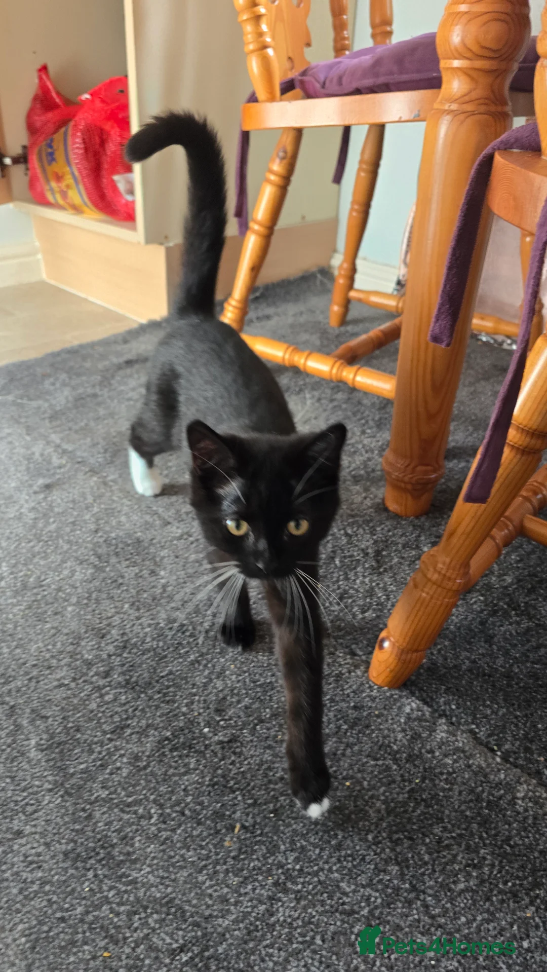Mixed Breed cats for sale: Two kittens, 6 months, ready for a home. - Advert 2