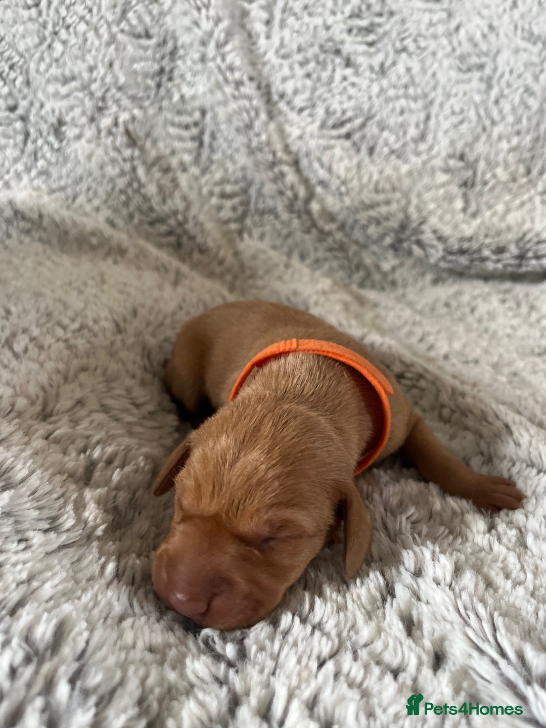 Hungarian Vizsla dogs for sale: 8 stunning Vizsla puppies  - Advert 9