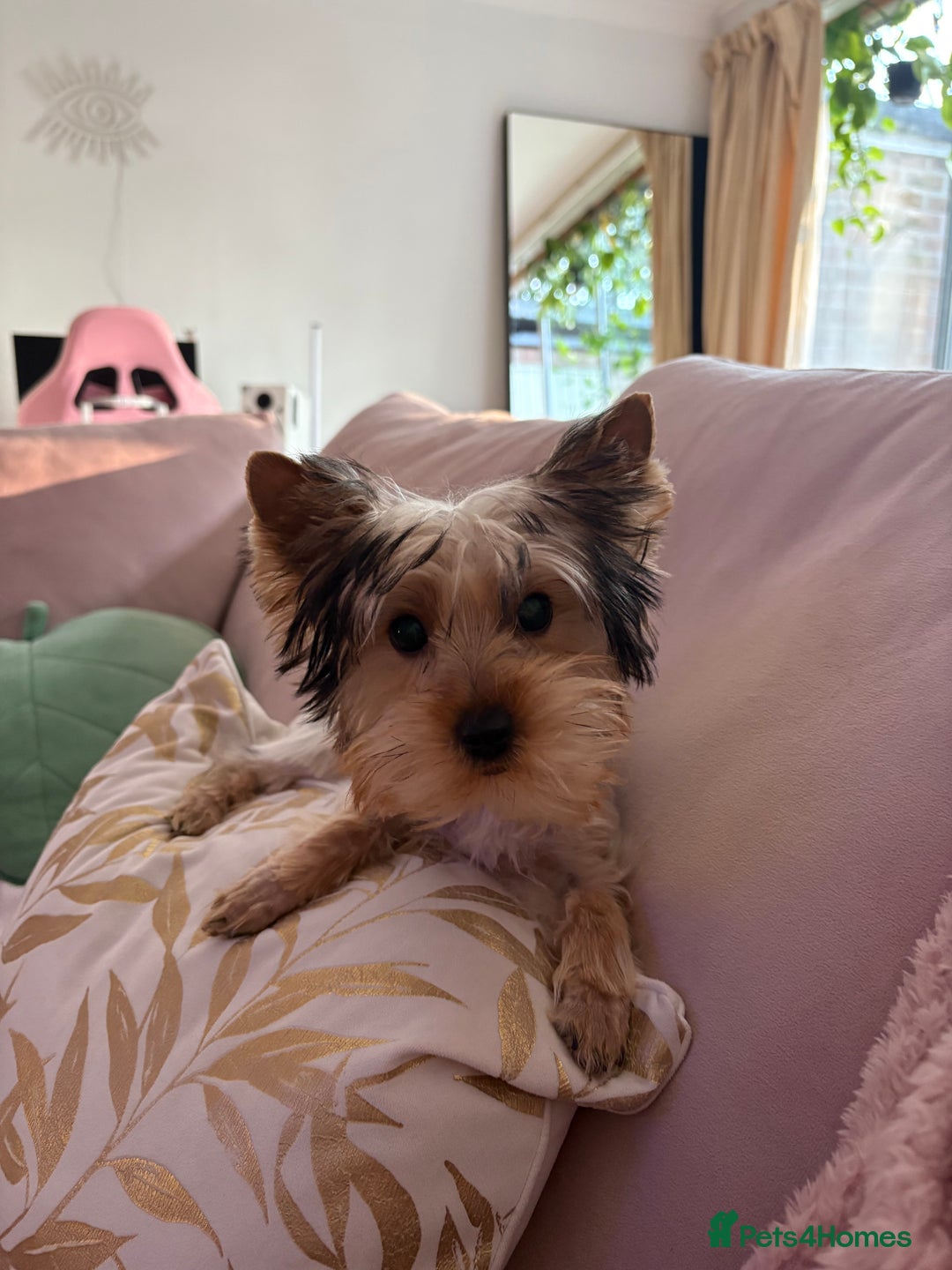Yorkshire Terrier dogs for sale: Mini Yorkshire terrier puppy  - Image 6