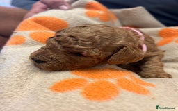 Miniature Poodle dogs for sale: Miniture poodles - READY TO LEAVE!!   - Image 35