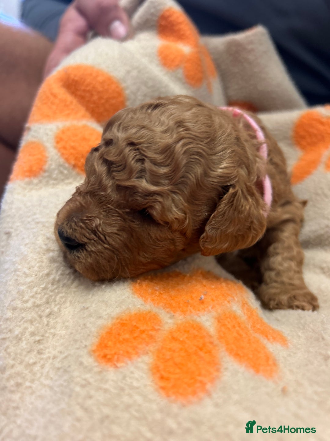 Miniature Poodle dogs for sale: Miniture poodles - READY TO LEAVE!!   - Image 35