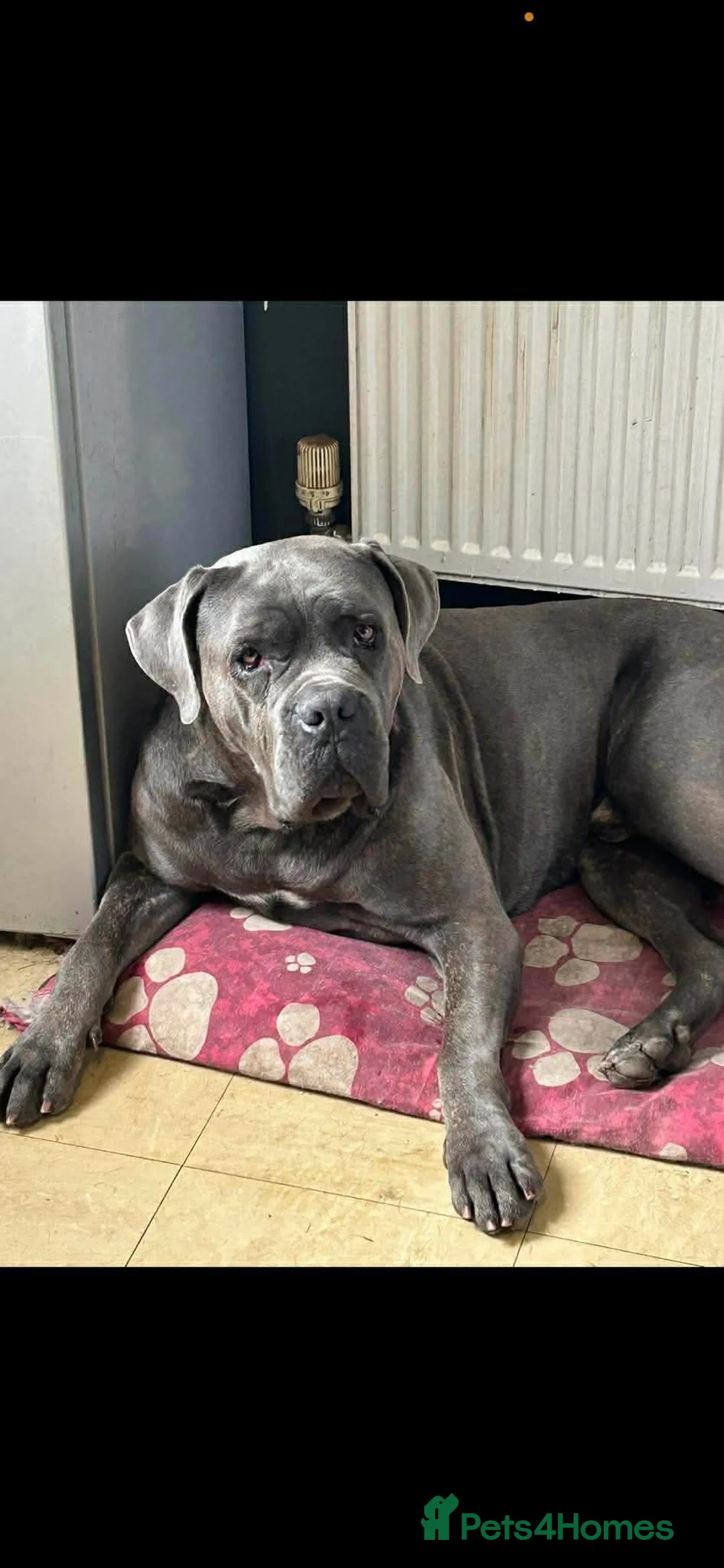 Cane Corso dogs for sale: Cane coseo male 2 and half years old  - Advert 4