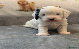 Cavapoo dogs for sale: Stunning, unique Cavapoo pups - Image 4