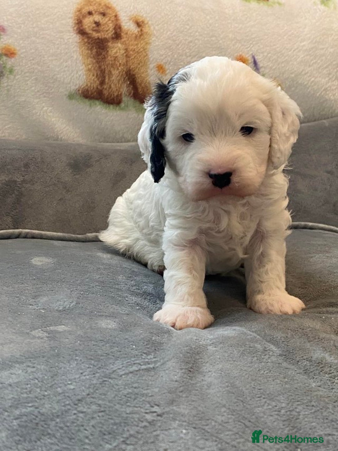 Cavapoo dogs for sale: Stunning, unique Cavapoo pups - Image 4