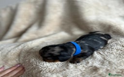 Dachshund dogs for sale: Miniature Dachshunds - Image 9
