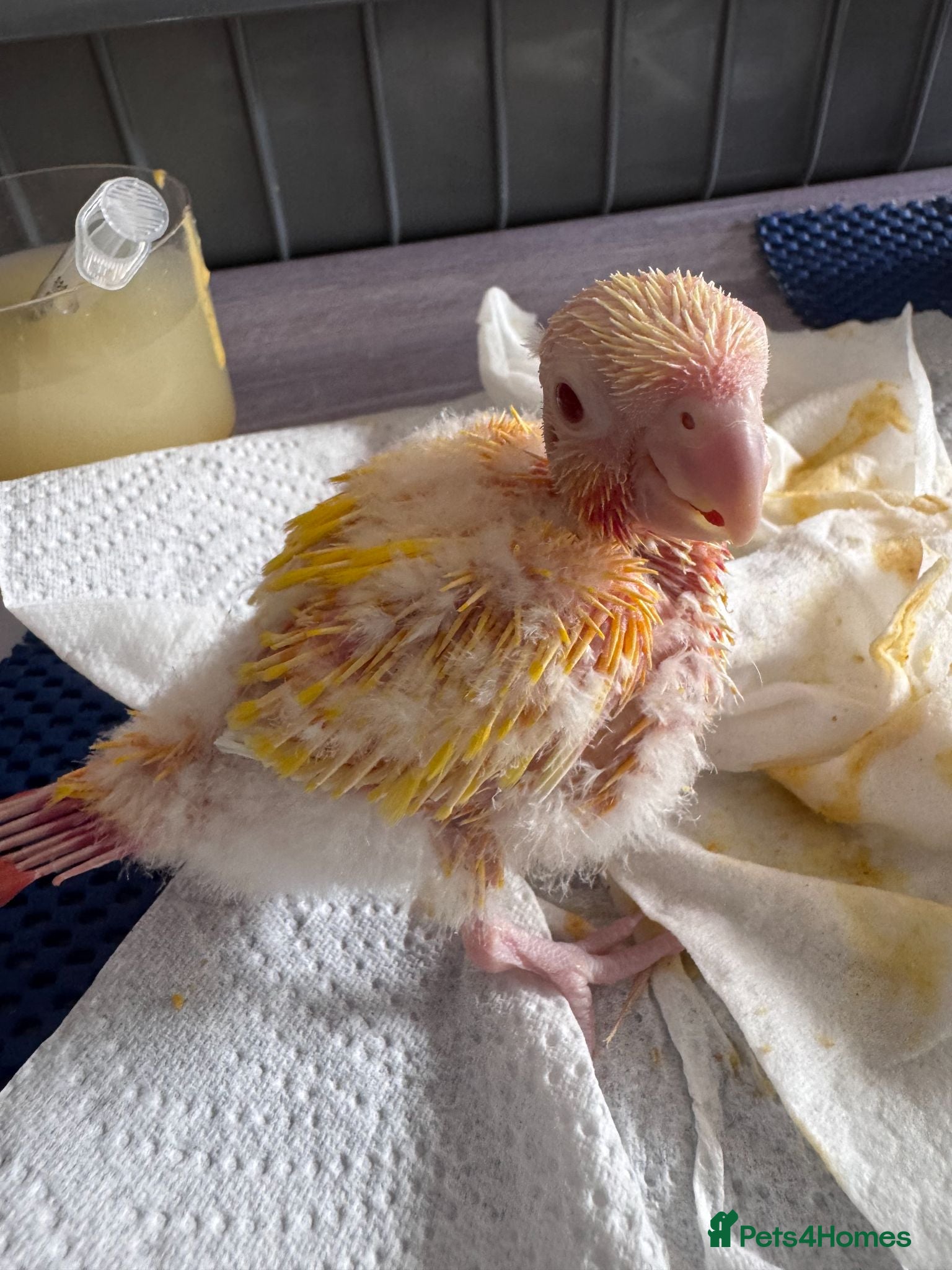 Conures birds only 1 left !!!Hand Rearing 5 mixed conure babies - Advert 15