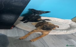 Mixed Breed dogs for sale: Rehoming male and female - Image 8