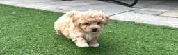 Maltipoo dogs for sale: Maltipoo Puppies  in Hull - Advert 6