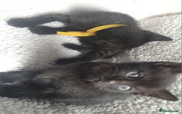 Bengal cats for sale: Black Bengal Kittens - Image 8