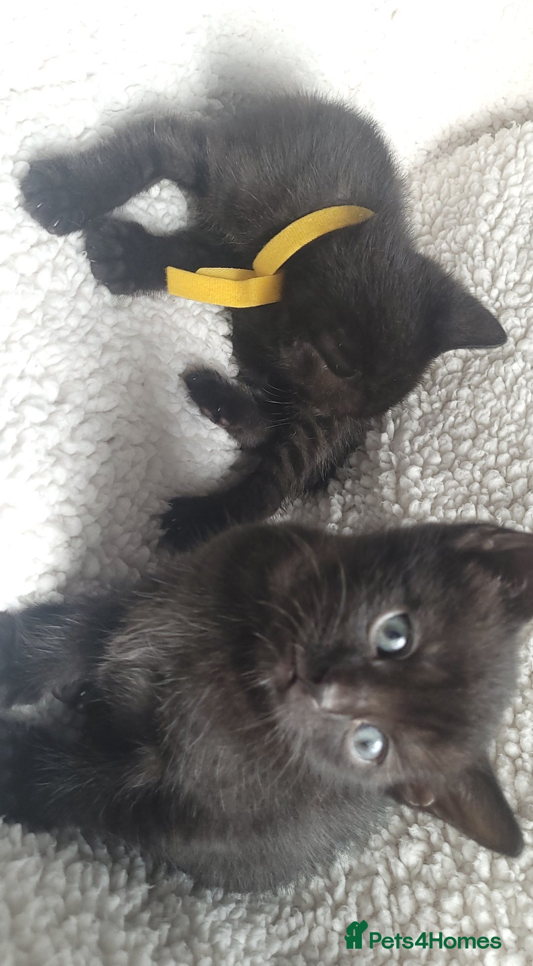 Bengal cats for sale: Black Bengal Kittens - Image 8