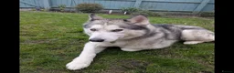 Siberian Husky dogs for sale: Playful Husky - Advert 3