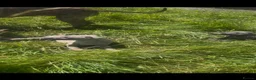 Whippet dogs for sale: Whippet puppies - Advert 5