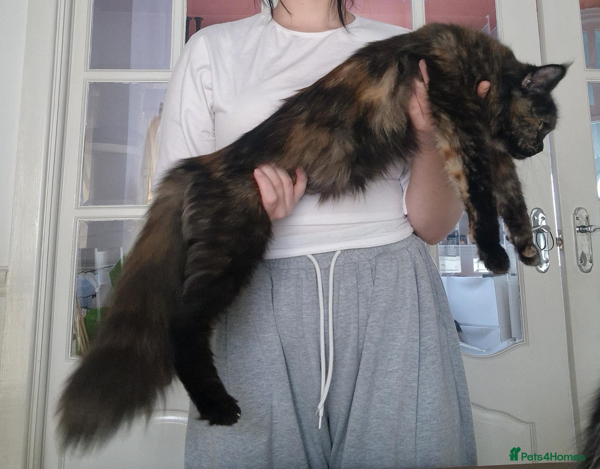 Maine Coon cats for sale: Last 2 from litter of 8 Mainecoon in Bury - Advert 1