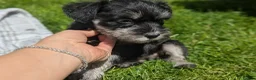 Miniature Schnauzer dogs for sale: Miniature schnauzer puppies  in Cowbridge - Advert 9