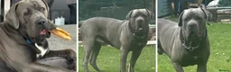 Cane Corso dogs for sale: Stunning pure cane corso puppies  - Advert 11