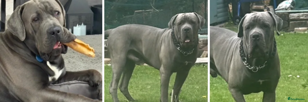 Cane Corso dogs for sale: Stunning pure cane corso puppies  - Advert 11