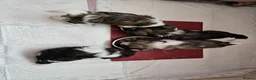 Shih Tzu dogs for sale: Hi my name is Maria  - Advert 26