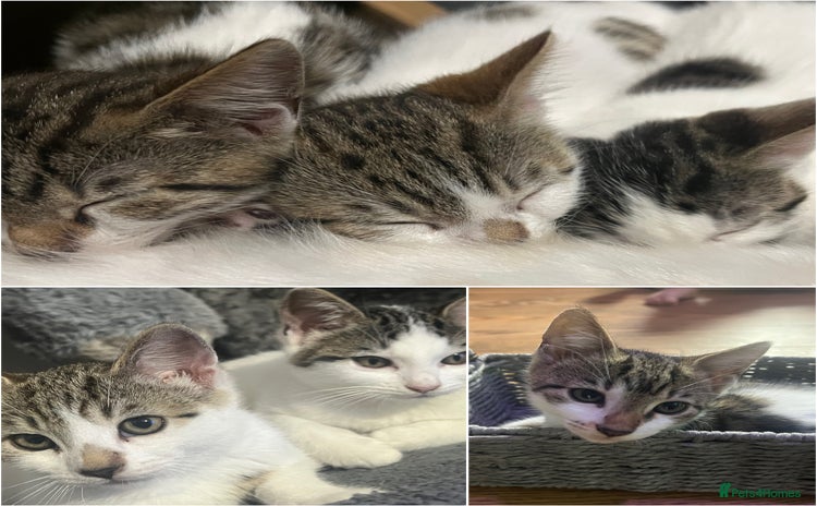 Mixed Breed cats - Advert 2