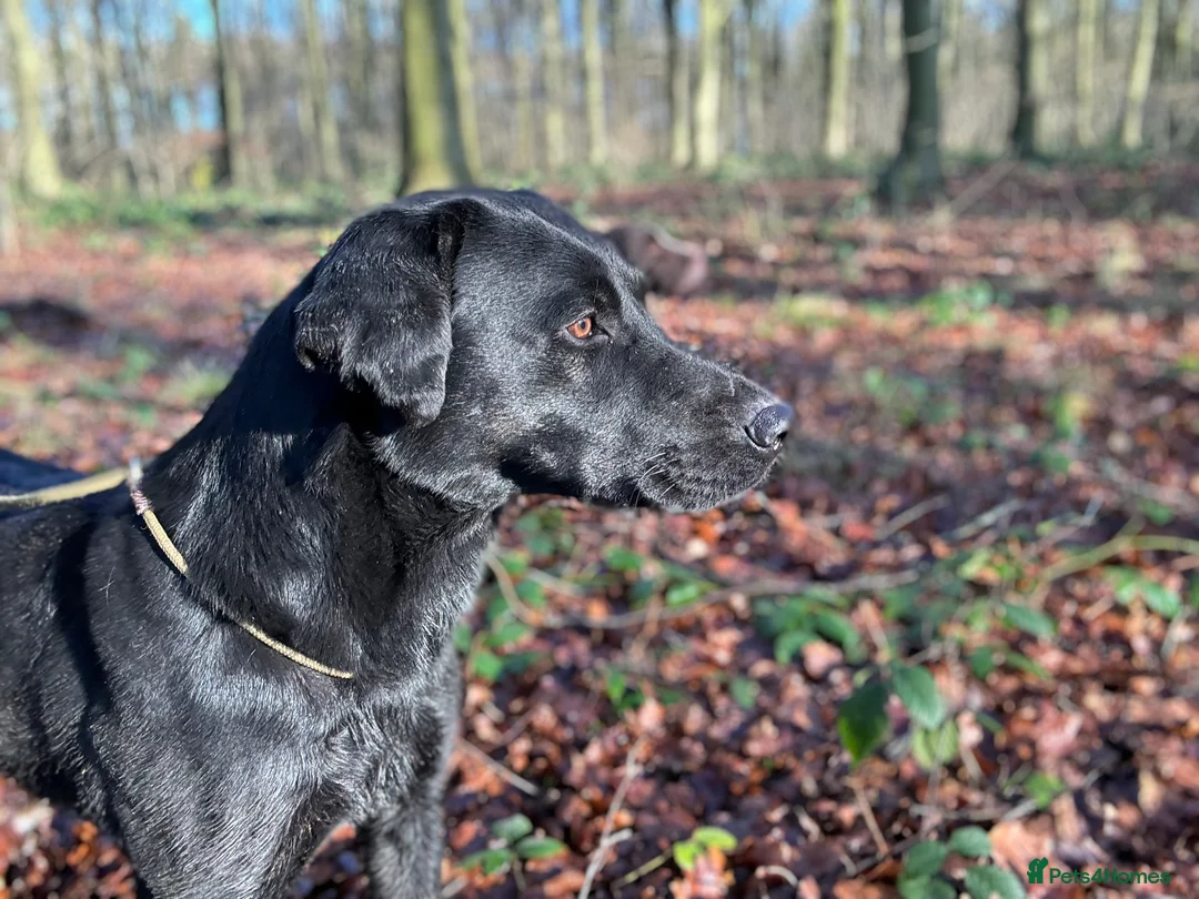Labrador Retriever dogs for stud: Health Tested Working Labrador Retriever For Stud in Burton-on-Trent - Advert 2