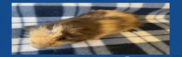 Guinea Pig rodents for sale: Baby Guinea Pigs in Wolverhampton - Advert 5