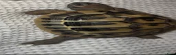 Hermann Tortoise reptiles for sale: Herman’s baby tortoise  - Advert 2