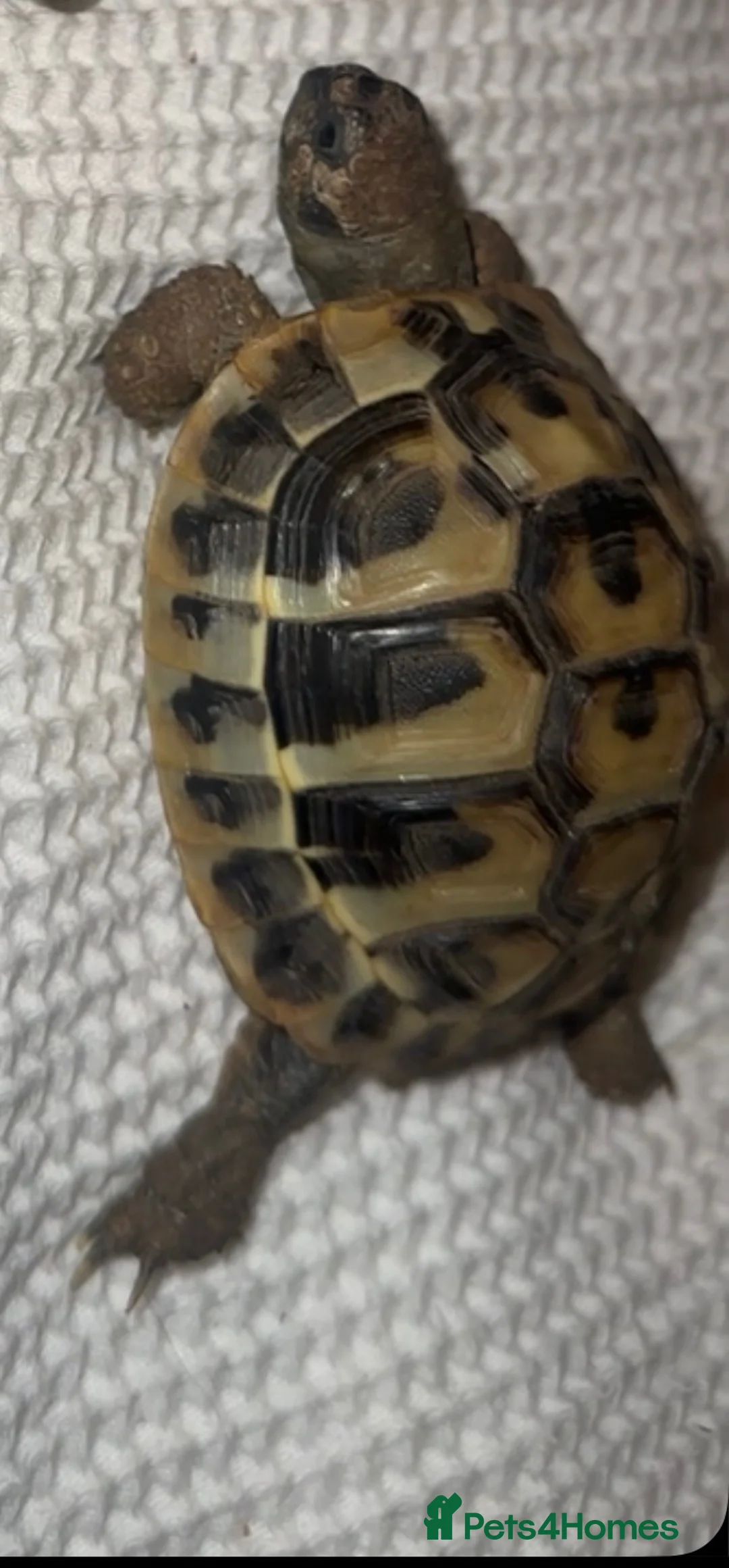 Hermann Tortoise reptiles for sale: Herman’s baby tortoise  - Advert 2