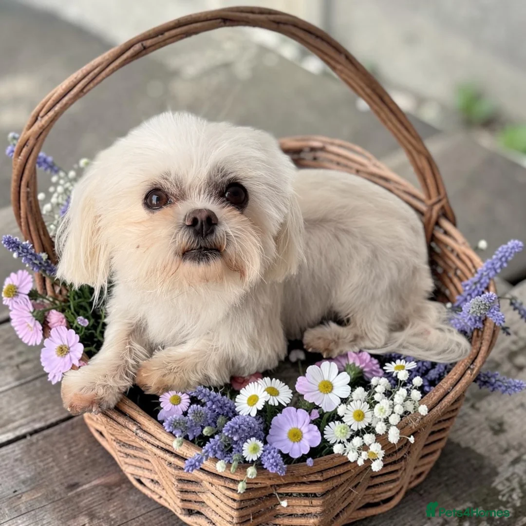 Maltese dogs for sale: Adorable Korean Maltese  - Advert 2