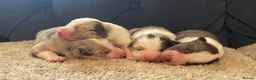 Border Collie dogs for sale: 🐾OUTSTANDING *UNIQUE* BORDER COLLIE PUPPIES🐾 - Advert 24