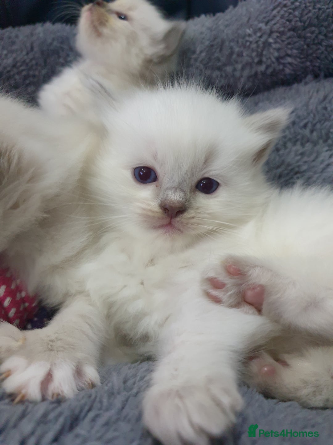 Ragdoll cats for sale: Ready to collect-Blue Point Kittens-Vaccinated - Image 12