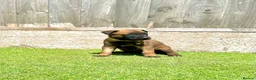 Belgian Shepherd Dog dogs for sale: KC Belgian Malinois Puppys for sale - Advert 17