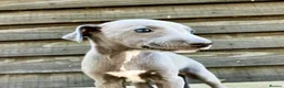 Whippet dogs for sale: Whippet puppies  - Advert 9