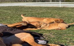 Dogue De Bordeaux dogs for sale: Adorable Dogue de Bordeaux Puppies for Sale - Advert 1