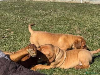 Dogue De Bordeaux dogs for sale: Adorable Dogue de Bordeaux Puppies for Sale - Advert 1