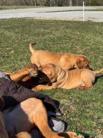 Dogue De Bordeaux dogs Adorable Dogue de Bordeaux Puppies for Sale - Advert 1