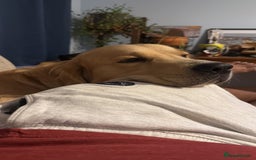 Golden Retriever dogs for stud: Dexx’s looking for a partner - Image 8