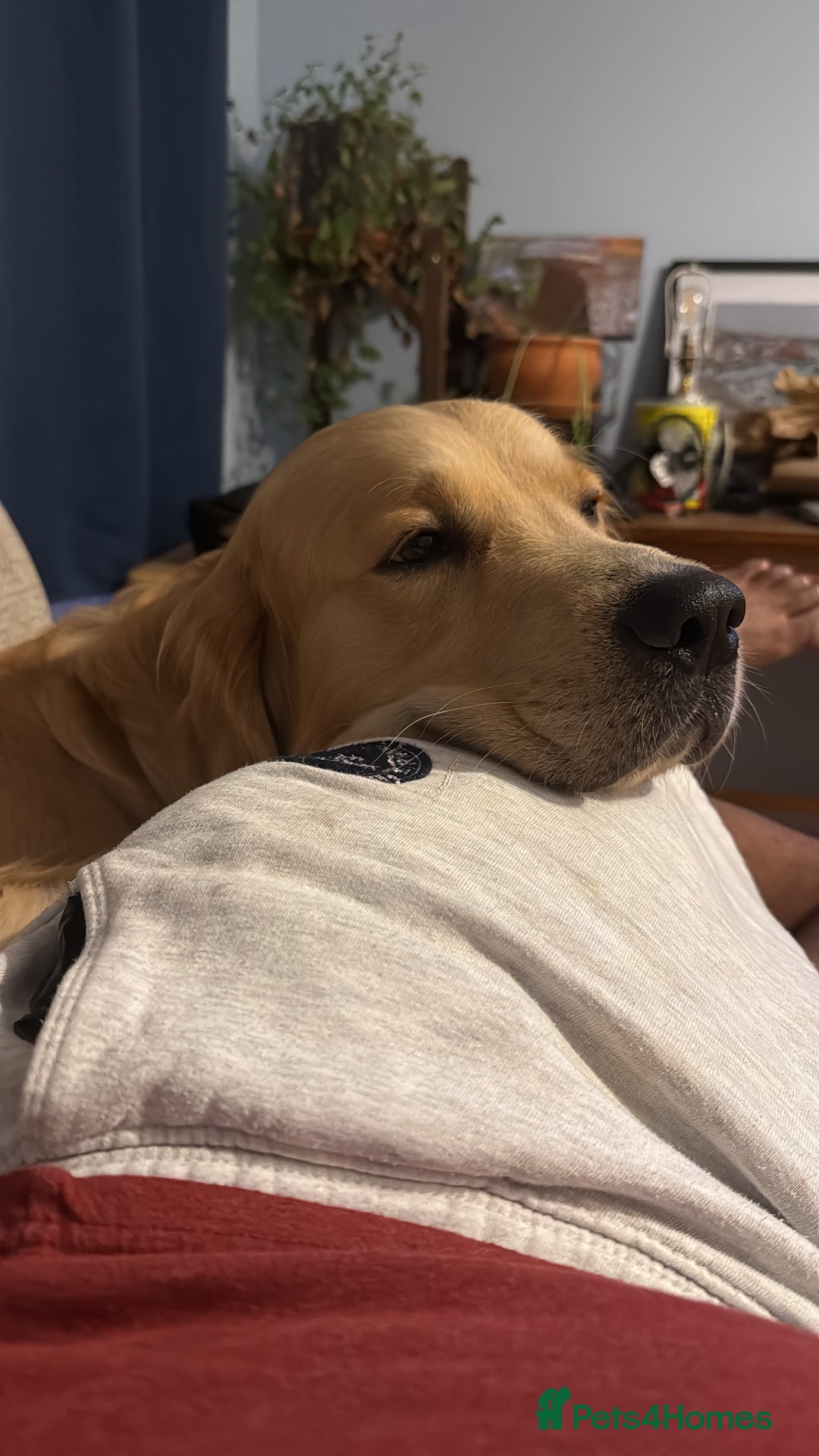 Golden Retriever dogs for stud: Dexx’s looking for a partner - Image 8