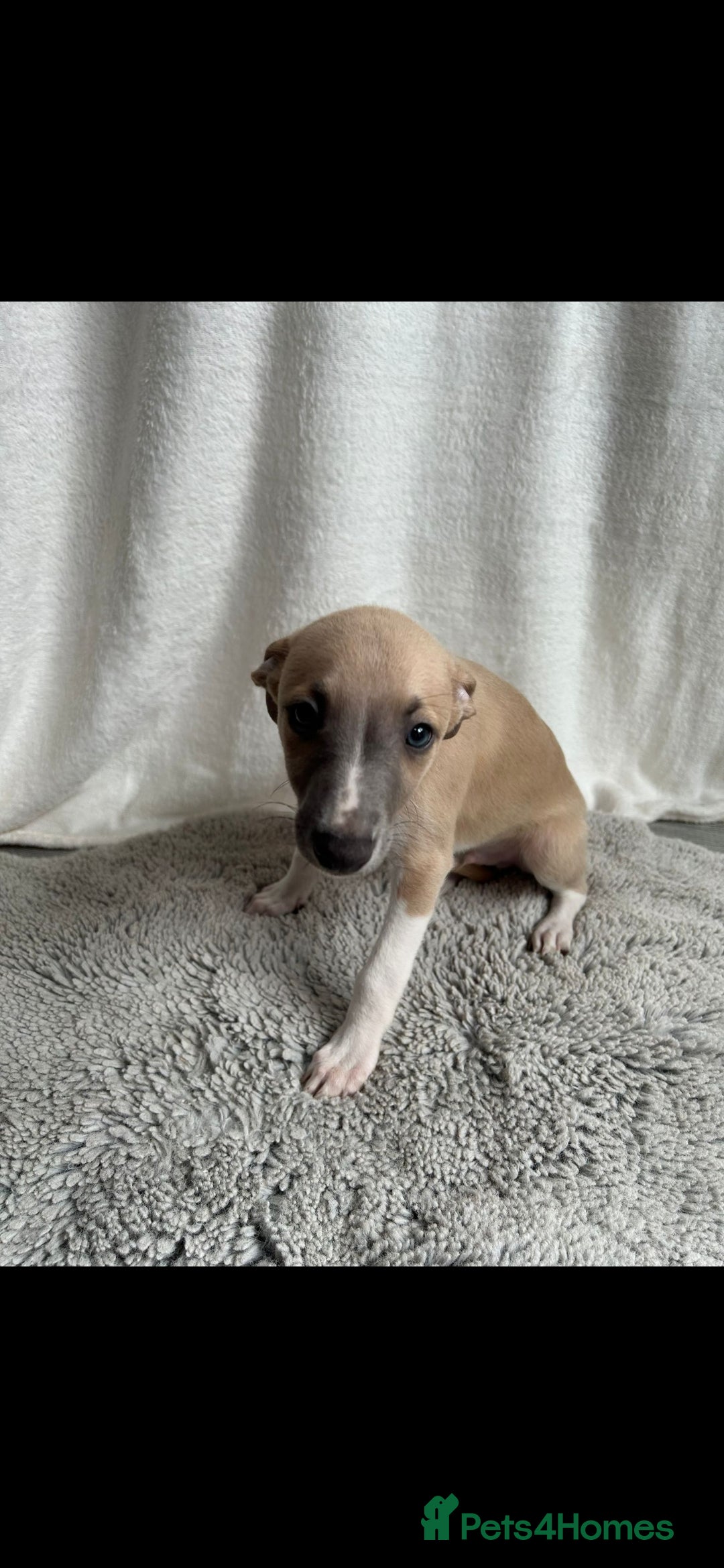 Whippet dogs for sale: Full kc registered whippets  - Image 11