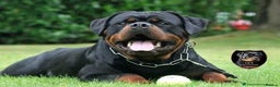 Rottweiler dogs for sale: Top Quality KC Reg Rottweiler Puppies for sale - Advert 21